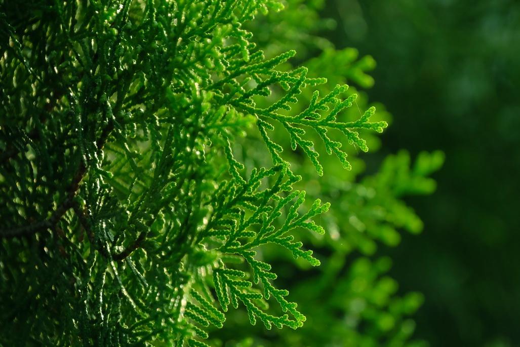 Thuja. Verlässliche Materia Medica anhand von Fällen.