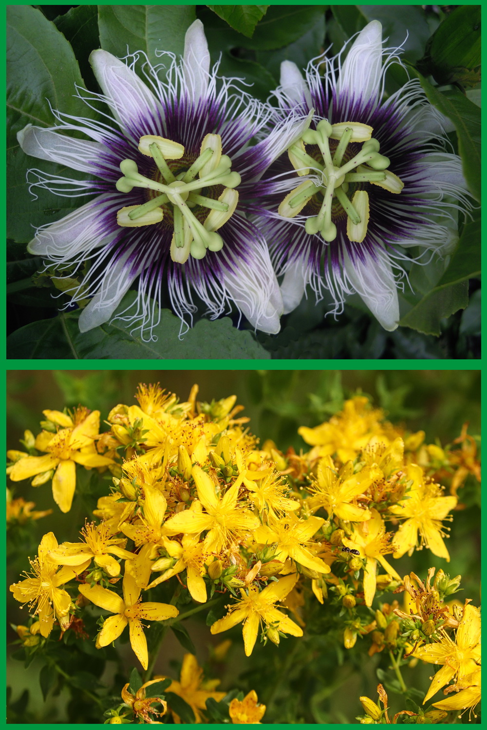Johanneskraut & Passionsblume. Wenn es dunkel wird. Heilpflanzenporträt