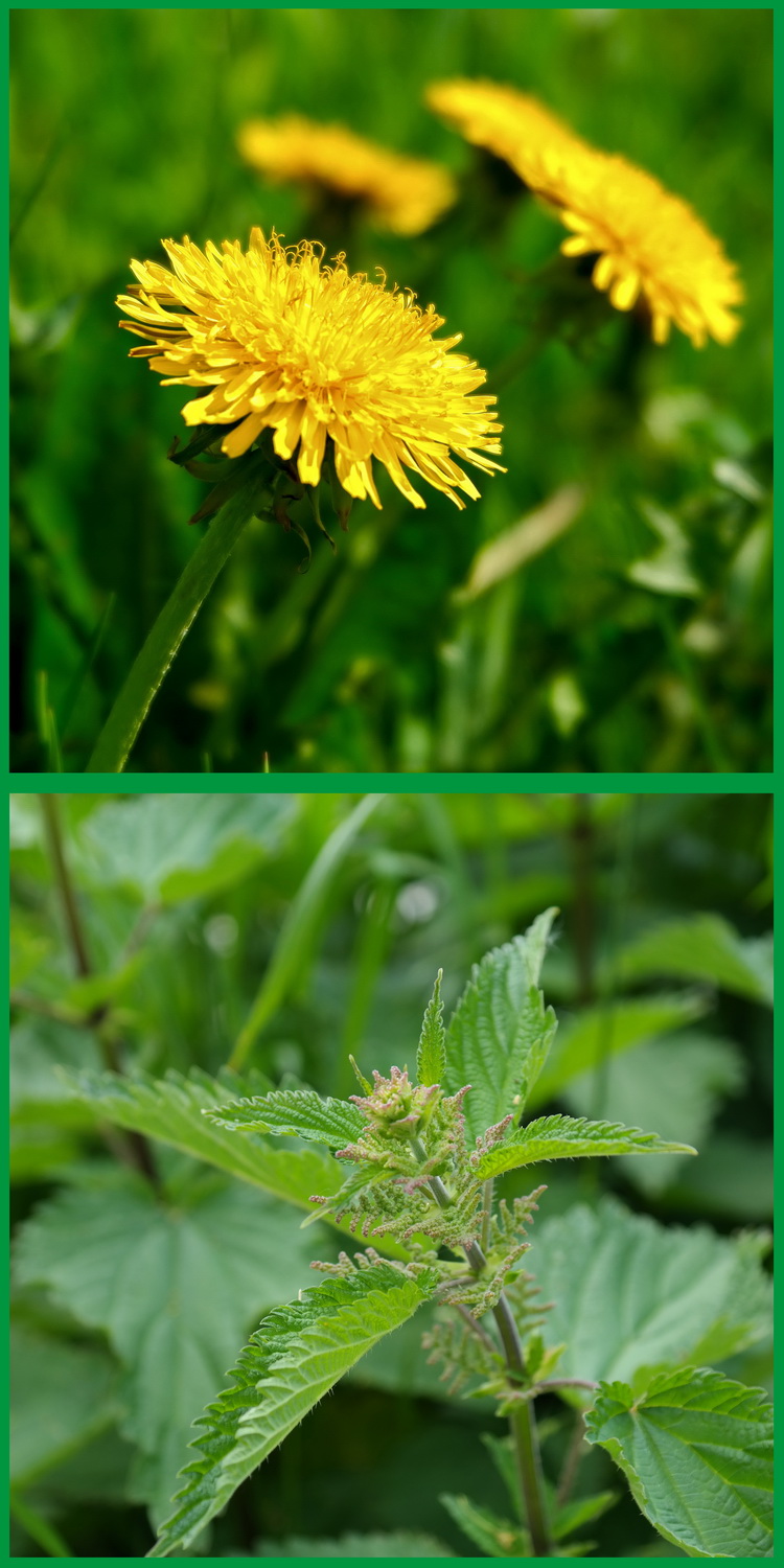 Brennnessel & Löwenzahn. Brüderchen & Schwesterchen. Heilpflanzenportrait
