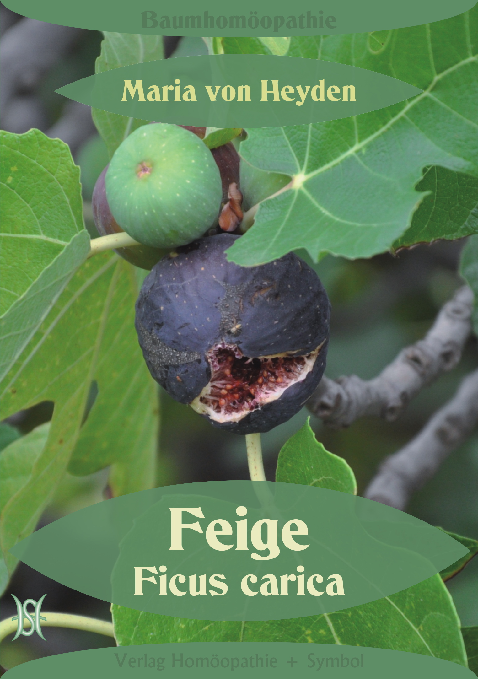 Feige. Ficus carica. Der homöopathische Weg der Bäume