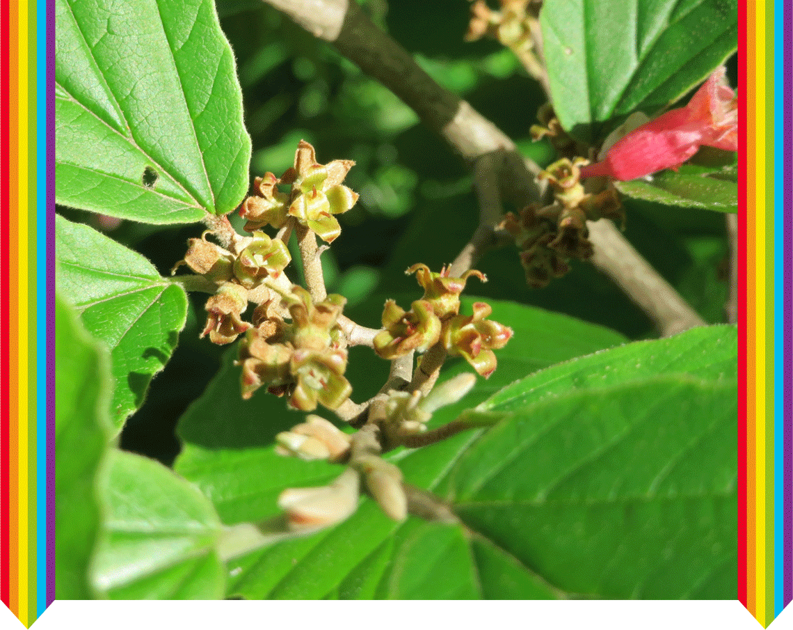 Kompensationsmeister. Druckvolle Begrenzung vs. freier Geist. Hamamelis virginiana, Juglans regia und Cannabis