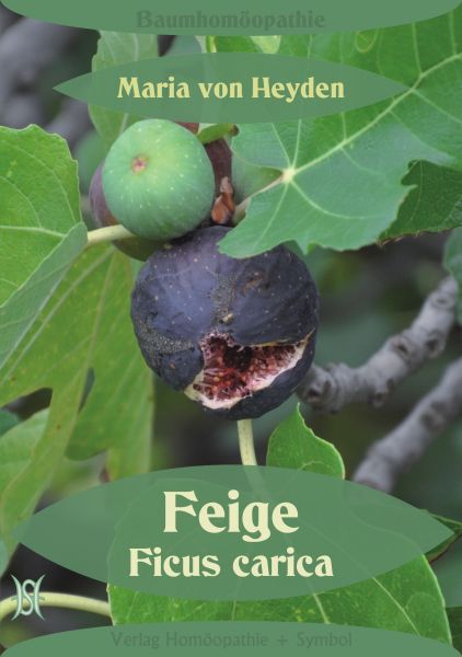 Feige. Ficus carica. Der homöopathische Weg der Bäume