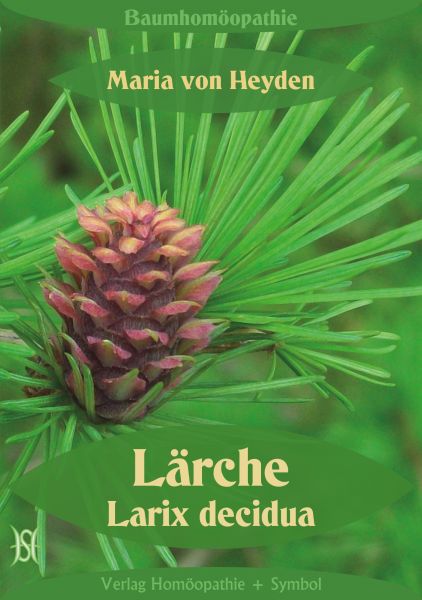 Lärche. Larix decidua. Der homöopathische Weg der Bäume.