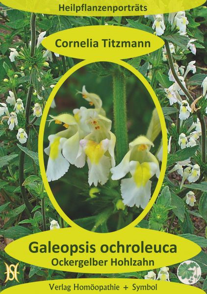 Galeopsis ochroleuca (Hohlzahn). Heilpflanzenporträt 5