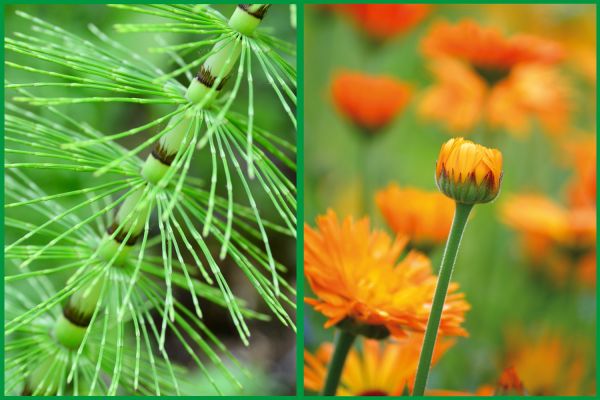Schachtelhalm und Ringelblume. Mineralien und Saponine. Heilpflanzenporträt