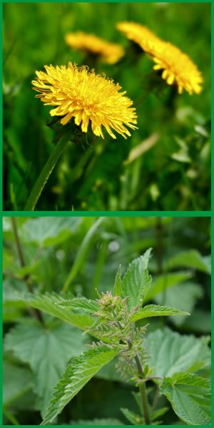 Brennnessel & Löwenzahn. Brüderchen & Schwesterchen. Heilpflanzenportrait