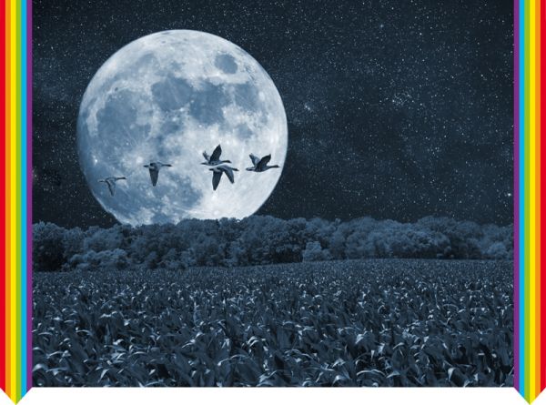 Männer ohne Lust. Yohimbum als Pflanze und in der Homöopathie
