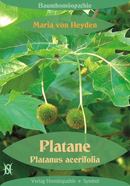 Platane. Platanus acerifolia. Der homöopathische Weg der Bäume
