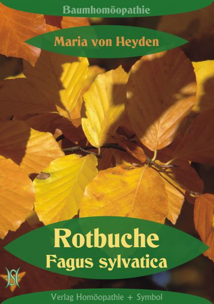 Rotbuche. Fagus sylvatica. Der homöopathische Weg der Bäume