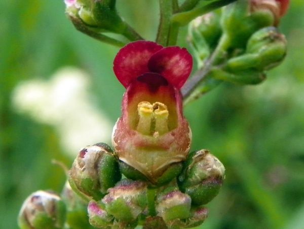 Die Lymphe. Heilpflanzen bei Erkrankungen des Lymphsystems. Mit Monographie der Braunwurz (Scrophularia nodosa)