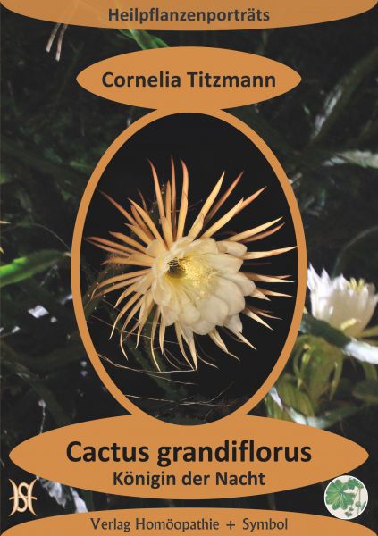 Cactus grandiflorus - Königin der Nacht. Heilpflanzenporträt 4