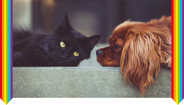 Hund & Katze. Lac caninum & Lac felinum im Vergleich
